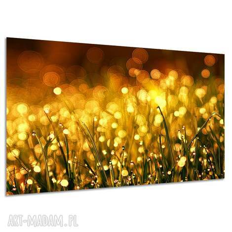 Obraz na płótnie Łąka z kroplami rosy 120x80 cm