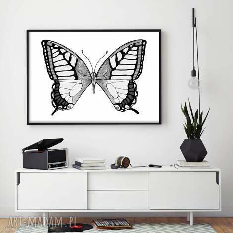 motyl A3 obrazek, ilustracja, plakat, motylek