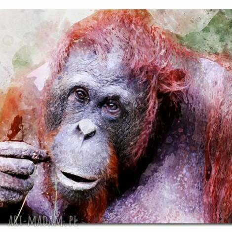 Obraz orangutan 120x70 cm na płótnie - modern małpa w kolorowym stylu (gotowy do wieszenia)