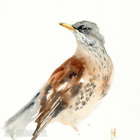 Oryginalna akwarela Drozd - dekoracja do domu A4 na papierze 300 g (art-Madam.pl)