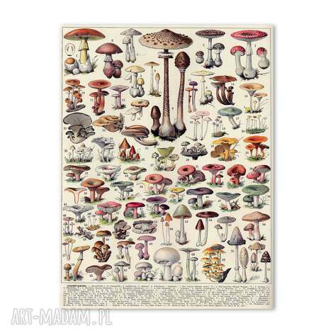 plakat - retro z grzybami 40x50 cm 2 0068 grzybiarza plakaty do salonu