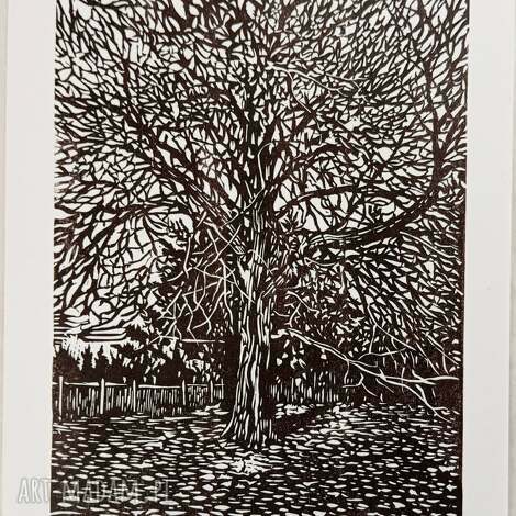 jubilado62 reclik linoryt orzech włoski grafika, obrazek drzewo