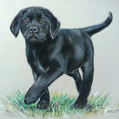 Obraz Labrador z suchych pasteli 24x32 cm