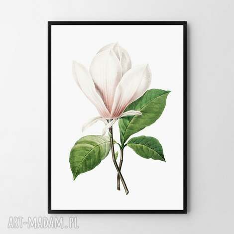 plakat obraz vintage magnolia A4 - 21 0x29 7cm, kwiaty, kwiat