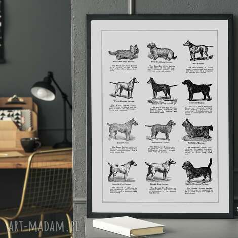 plakat - 40x50 cm rasy psów, vintage 8 2 0006, plakaty retro, czarno