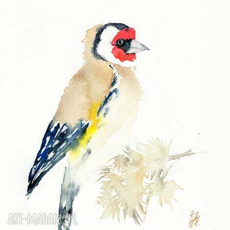 oryginalna akwarela szczygieł ptaki prezent, natura, dekoracje do domu