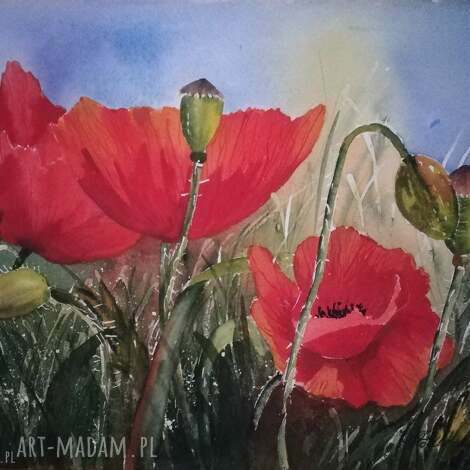 Akwarela sygnowana oryginał nr 19 - maki (32 x 24 cm)