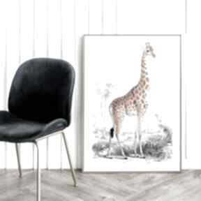 Plakat żyrafa vintage - format 50x70 cm plakaty hogstudio, ilustracja, zwierzęta