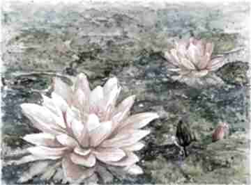 nenufary lilie, staw kwiaty wodne joannatkrol