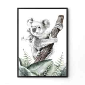 Plakat obraz koala 50x70 cm B2 pokoik dziecka hogstudio - grafika