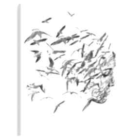 Obraz na płótnie w kwadracie 80x80 cm 61402 vaku dsgn twarz, portret, kobieta, ptaki, mewy