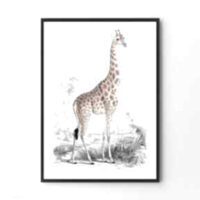 żyrafa reprodukcja - format 30x40 cm hogstudio plakat, plakaty, do wnętrza, dekoracyjne