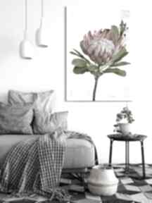 drukowany na - duży format 70x100 0343 ludesign gallery obraz, różowy kwiae wydruk, protea