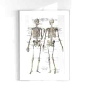 Reprodukcja anatomiczny plakat - grafiki na ścianę: plakaty retro - vintage