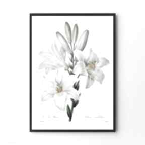 Plakat white flowers - format 30x40 cm plakaty hogstudio, obraz, kwiaty vintage, kobiecy