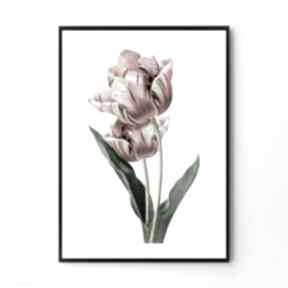 Plakat obraz tulipan 50x70 cm b2