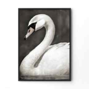 Plakat łabędź ptak natura - format 30x40 cm plakaty hogstudio