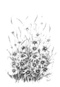 Kwiatowe spotkania na łące - A3 joannatkrol kwiaty, rumianek, łąka, natura