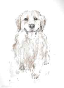 Golden retriever - akwarela pracownia kotelek pies, obraz psa, obrazy, piesek