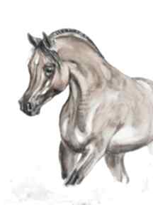 Koń arabski - akwarela pracownia kotelek, obraz obrazy, konie