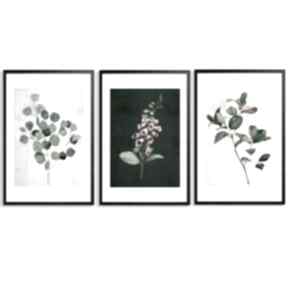 Plakaty postery akwarelowe roślinki 3częsci 30x40cm 03106 p ludesign gallery, eukaliptus