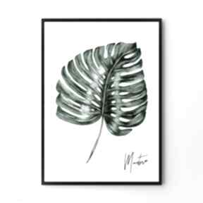 Kwiaty. Lato monstera obraz, plakat hogstudio