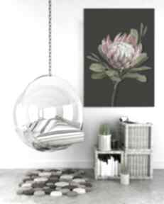 Obraz drukowany na płótnie kwiat protea - duży format 70x100 0343 ludesign gallery, piękny