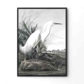 Plakat obraz biały ptak 61x91 cm hogstudio do salonu, vintage, dekoarcje
