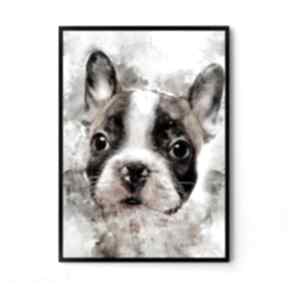 Plakat obraz buldog 50x70 cm B2 hogstudio pies, nowoczesne obrazy, grafika