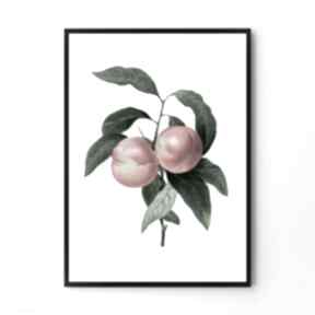 Plakat obraz brzoskwinia vintage 50x70 cm B2 hogstudio