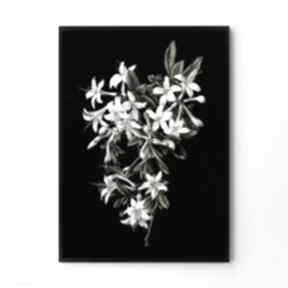 Plakat obraz black flower 50x70 cm B2 hogstudio, kwiaty, vintage