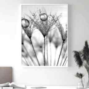 Plakat 40x50 cm - czarno biały gc - 21-900 plakaty futuro design dmuchawiec, z roślinami