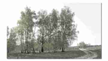 Obraz brzozy 1 - 120x70cm na płótnie las drzewa ale obrazy