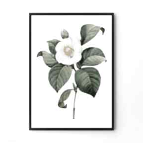 kwiat vintage biały 50x70 cm B2 hogstudio plakat, obraz, dom, grafika