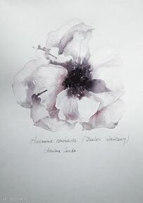 akwarela artystki laube - obraz na papierze A3 adriana art zawilec, anemon, prezent, kwiat