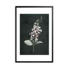 Plakat poster naparstnica 30x40cm 03105 p plakaty ludesign gallery roślinka, kwiatek, drukowana