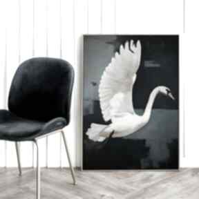 łabędź ptaki - format 40x50 cm plakaty hogstudio plakat, do sypialni, salonu, sztuka
