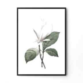 Plakat. Obraz magnolia kwiaty kwiat, vintage hogstudio