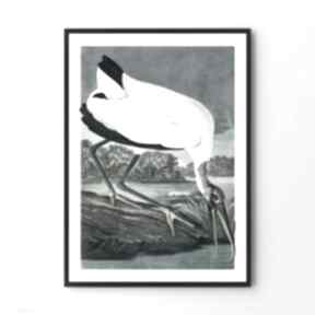 Plakat obraz white vintage A4 - 21 0x29 7cm plakaty hogstudio ptak