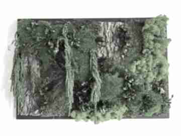Obraz "kora i", chrobotek mech i rośliny stabilizowane art light studio leśny dodatek