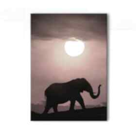 Obraz - afryka 2 płótno, zachód słońca yenoo, słoń