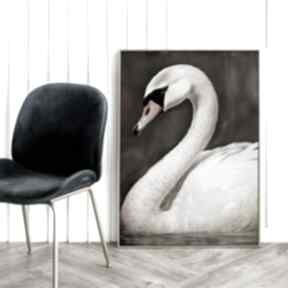 łabędź natura - format 50x70 cm hogstudio plakat, plakaty, modny ptak