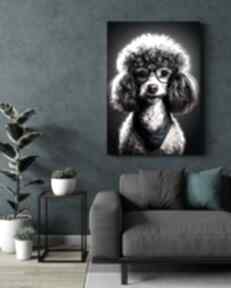 Portret psa hipsterskiego - bella - wydruk na płótnie 50x70 cm b2
