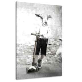 Obraz drukowany na płótnie koziołek hulajnodze - duży format 80x120 02375 ludesign gallery koza