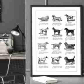 Plakat - 40x50 cm rasy psów, 8-2 0006 plakaty raspberryem pies, vintage, retro, czarno białe