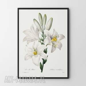 plakaty plakat white flowers - format 30x40 cm