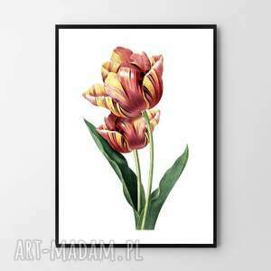 hogstudio plakat obraz tulipan 50x70 cm B2 kwiaty