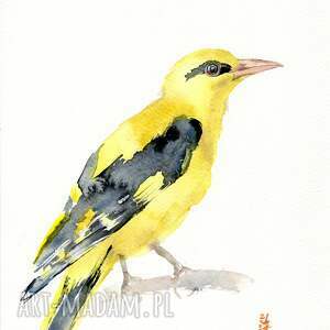 zestaw ośmiu akwareli. ptaki - Obrazy