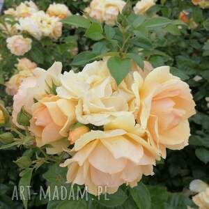 dodatki zamówienie specjalne pani ewa, rękodzieło ręcznie wykonana czapka