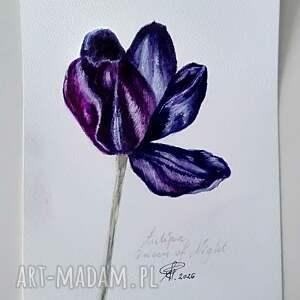 Tulipan „Królowa nocy” - akwarela botaniczna